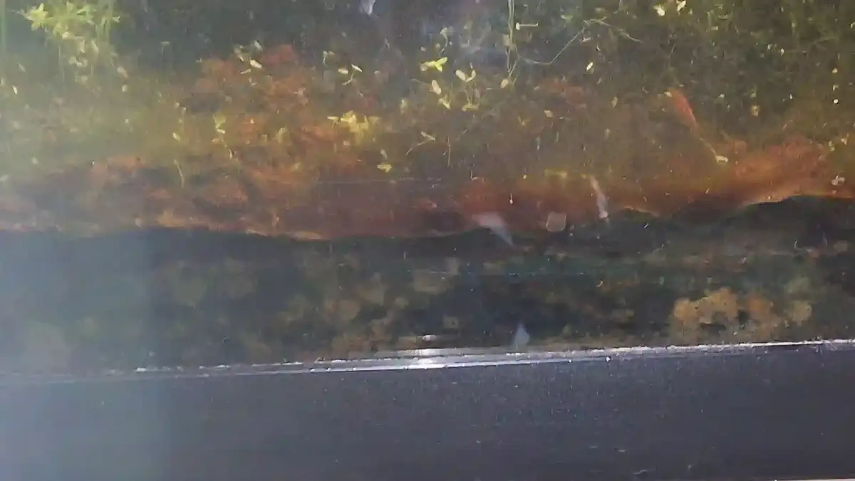 Cyanobactéries formant un tapis visqueux vert-bleu sur le substrat d'un aquarium