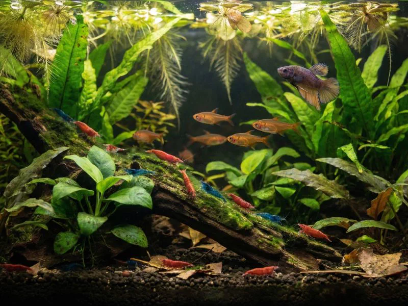 Poissons et crevettes dans aquarium naturel