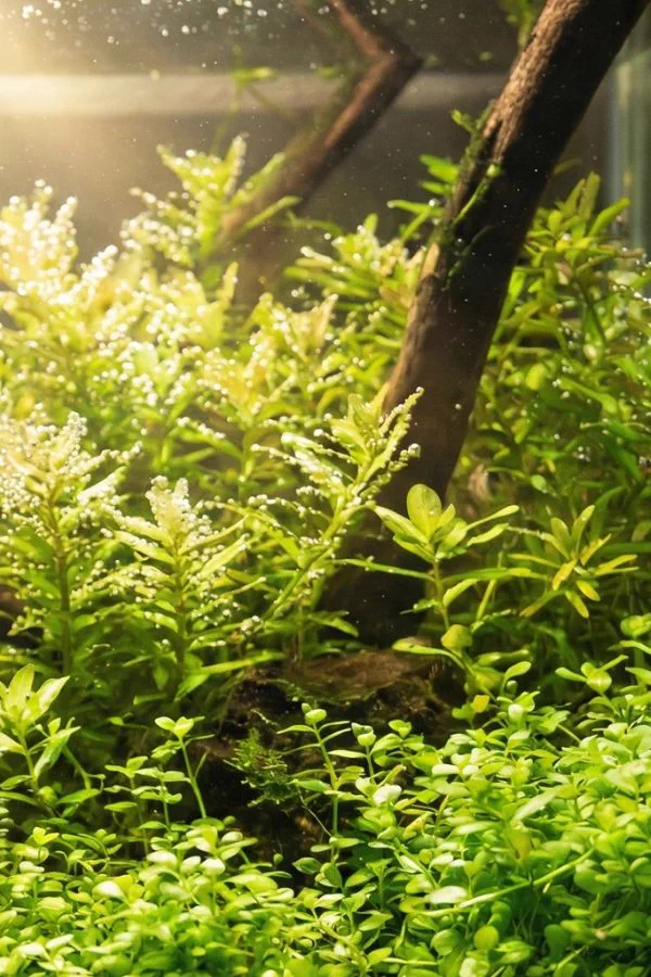 Plantes aquatiques en pleine photosynthèse avec bulles d'oxygène