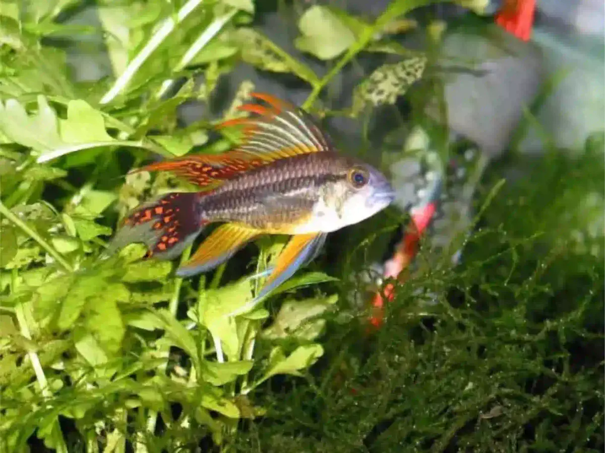 Apistogramma Cacatuoides Apistogramma cacatuoides aquarium low-tech sans filtre