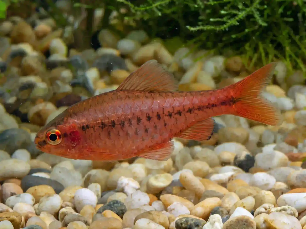 Barbus Cerise Puntius titteya aquarium low-tech sans filtre