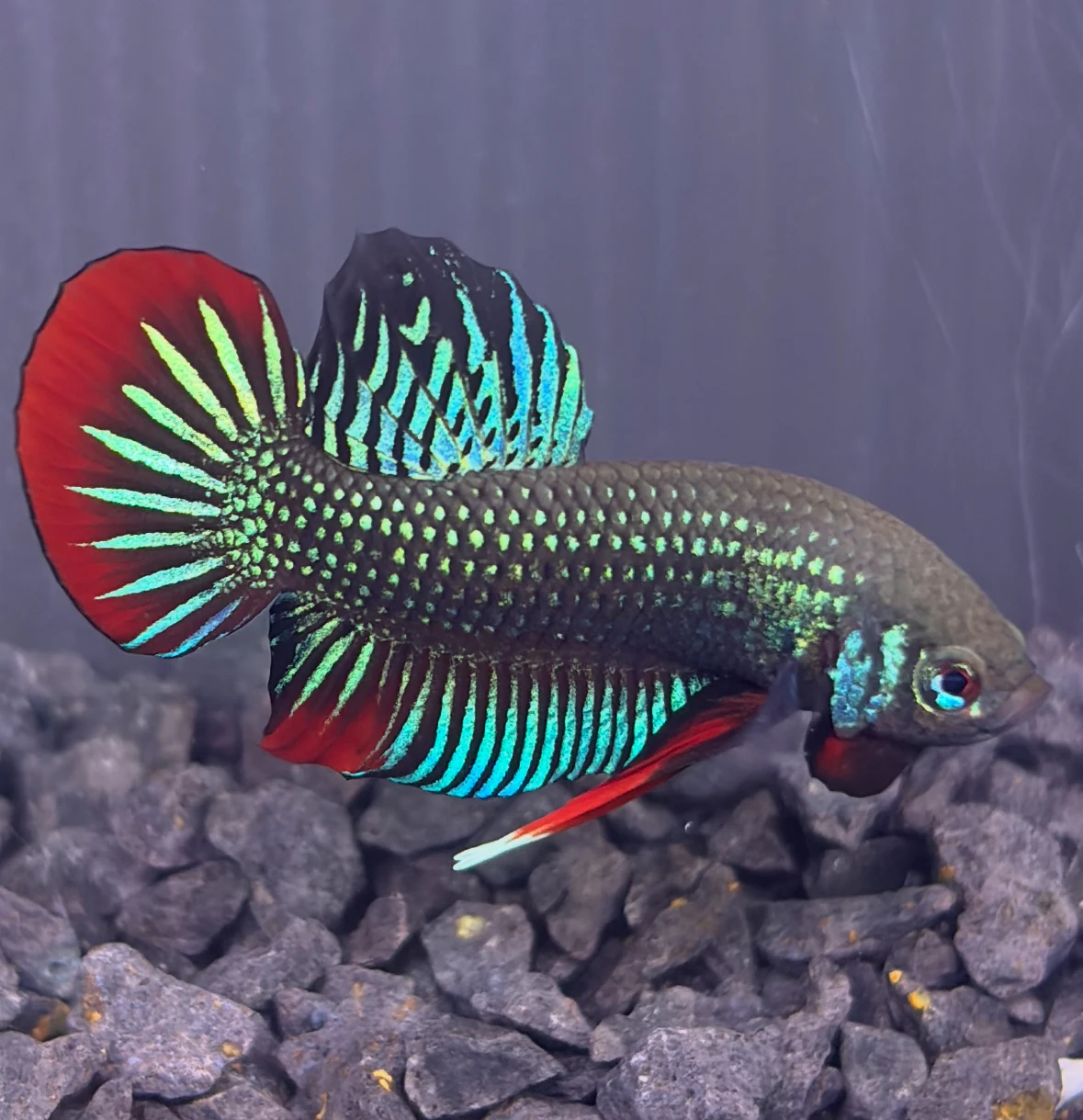 Betta Imbellis (Betta Paisible) Betta imbellis aquarium low-tech sans filtre