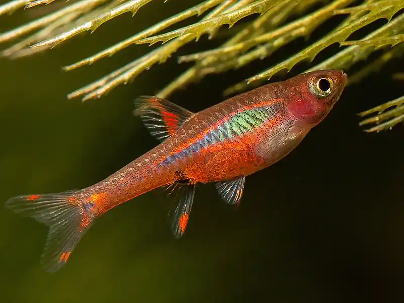 Rasbora Orné Boraras brigittae aquarium low-tech sans filtre