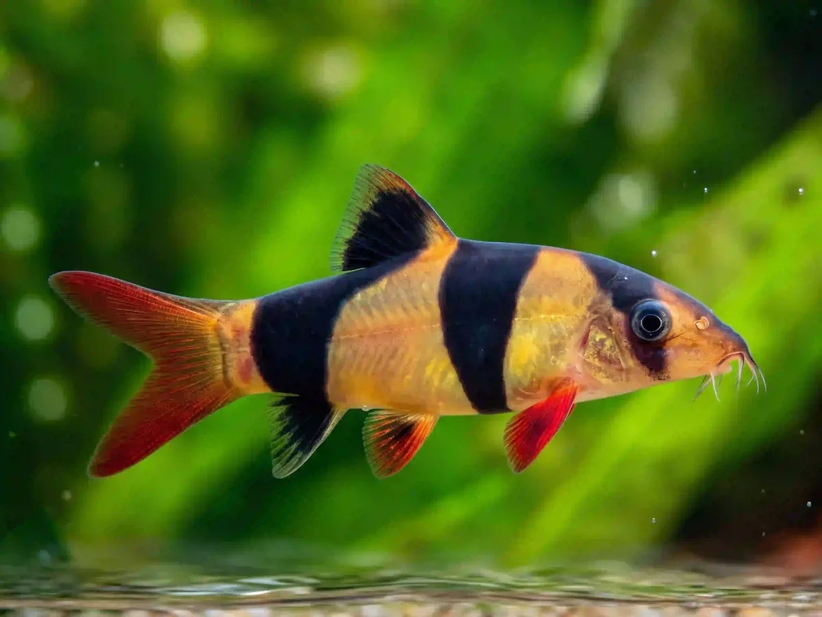 Botia clown Chromobotia macracanthus aquarium low-tech sans filtre