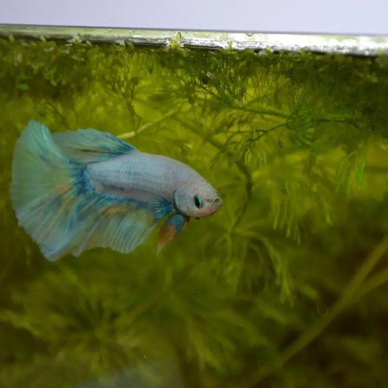 Combattant (Betta) Betta splendens aquarium low-tech sans filtre