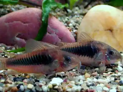 Corydoras aeneus en aquarium low-tech