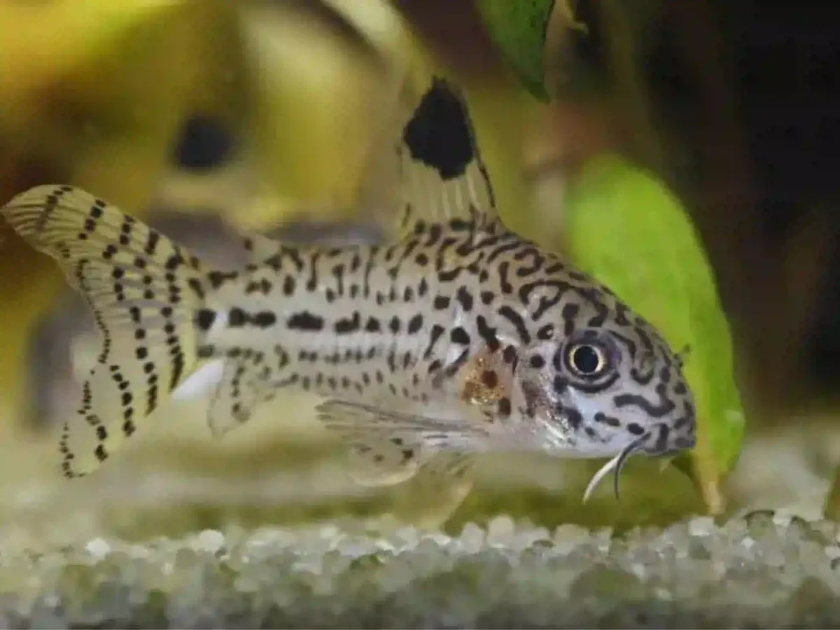 Corydoras Julii Corydoras julii aquarium low-tech sans filtre