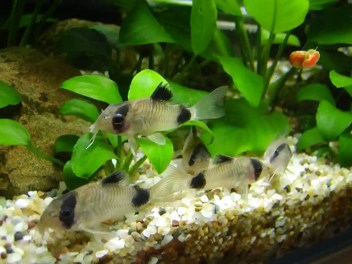 Corydoras Panda Corydoras panda aquarium low-tech sans filtre