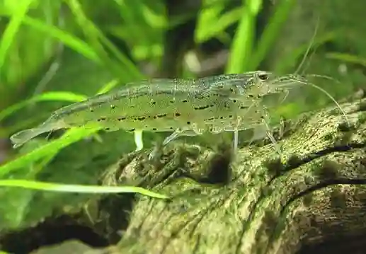 Crevette Amano (Caridina multidentata) en aquarium low-tech