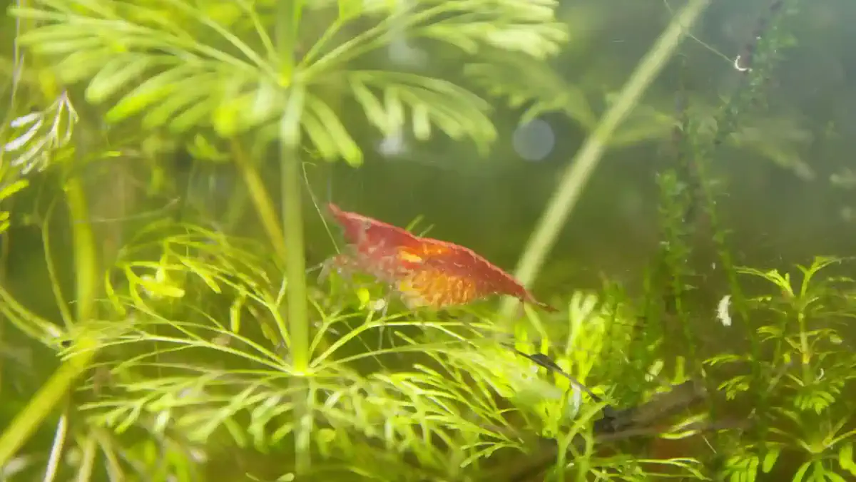 Crevette Red Cherry (Neocaridina davidi) en aquarium low-tech