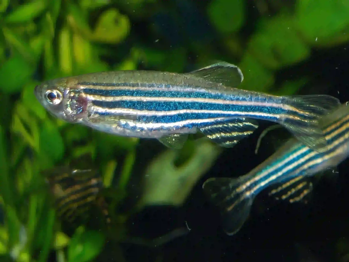 Danio Rerio Danio rerio aquarium low-tech sans filtre