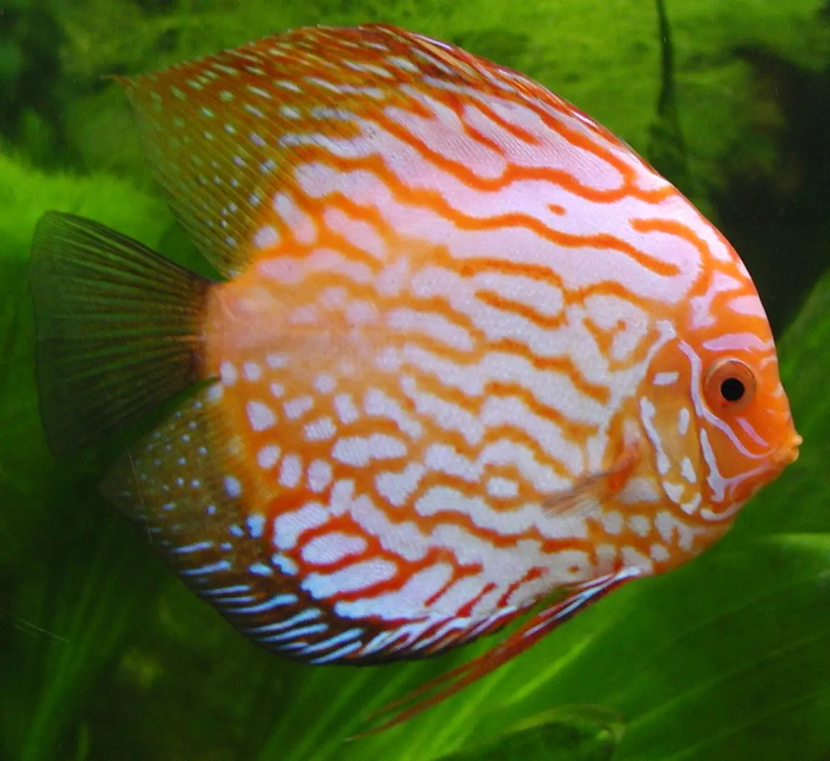 Discus Symphysodon sp. aquarium low-tech sans filtre