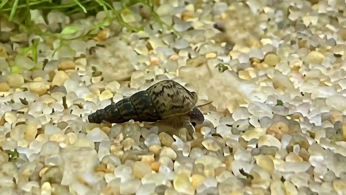 Escargot Malais Melanoides tuberculata aquarium low-tech sans filtre