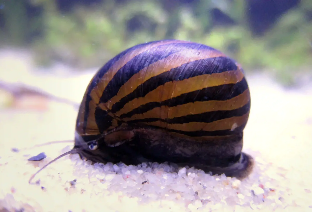 Escargot Néritina Neritina sp. aquarium low-tech sans filtre