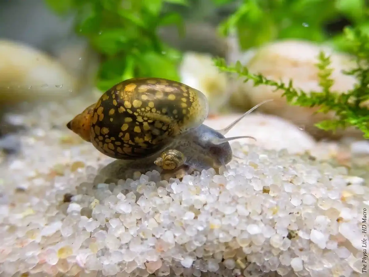 Escargot Physe Physella acuta aquarium low-tech sans filtre