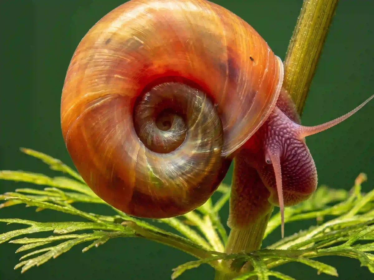 Escargot Planorbe Planorbarius corneus aquarium low-tech sans filtre