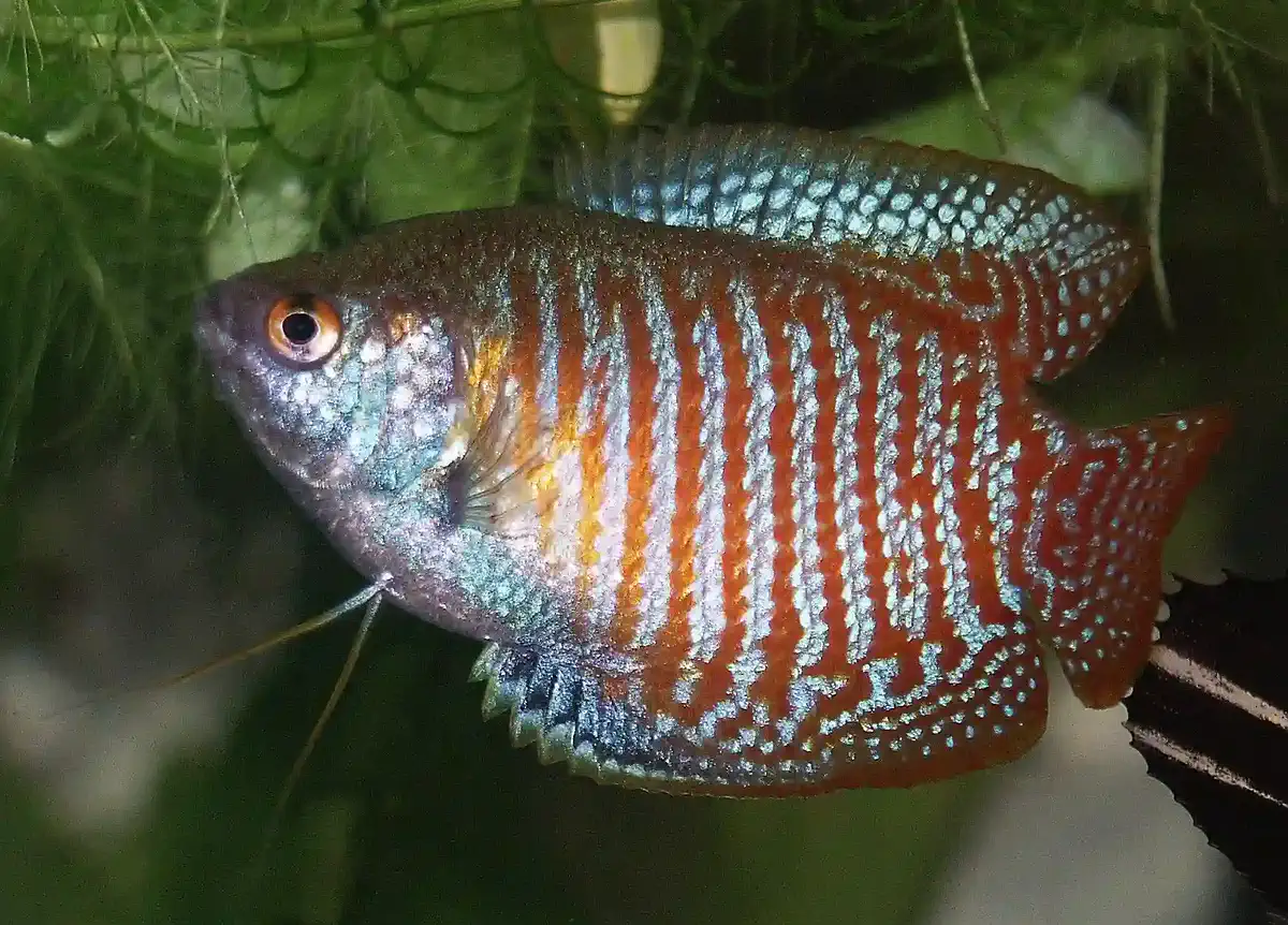 Gourami Nain Trichogaster lalius aquarium low-tech sans filtre
