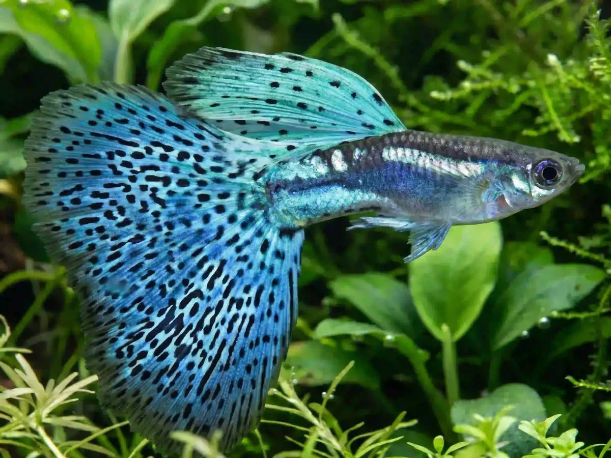 Guppy Poecilia reticulata aquarium low-tech sans filtre