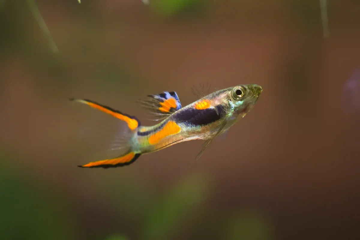 Guppy Endler Poecilia wingei aquarium low-tech sans filtre