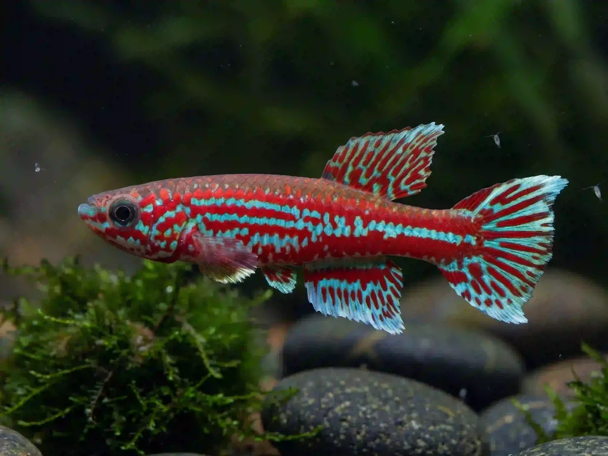 Killie Aphyosemion sp. aquarium low-tech sans filtre