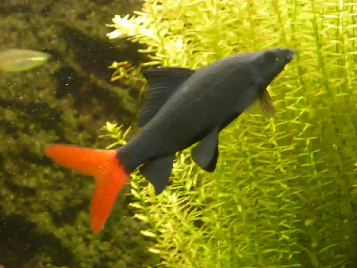 Labeo Epalzeorhynchos bicolor aquarium low-tech sans filtre