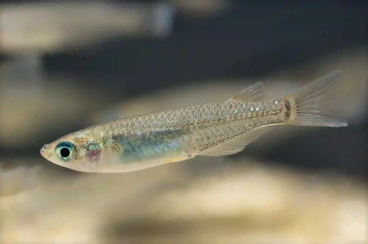 Médaka Oryzias latipes aquarium low-tech sans filtre