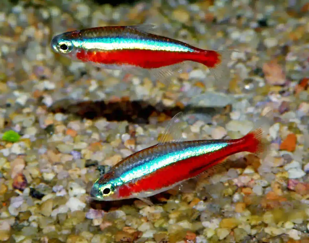 Néon Cardinalis Paracheirodon axelrodi aquarium low-tech sans filtre