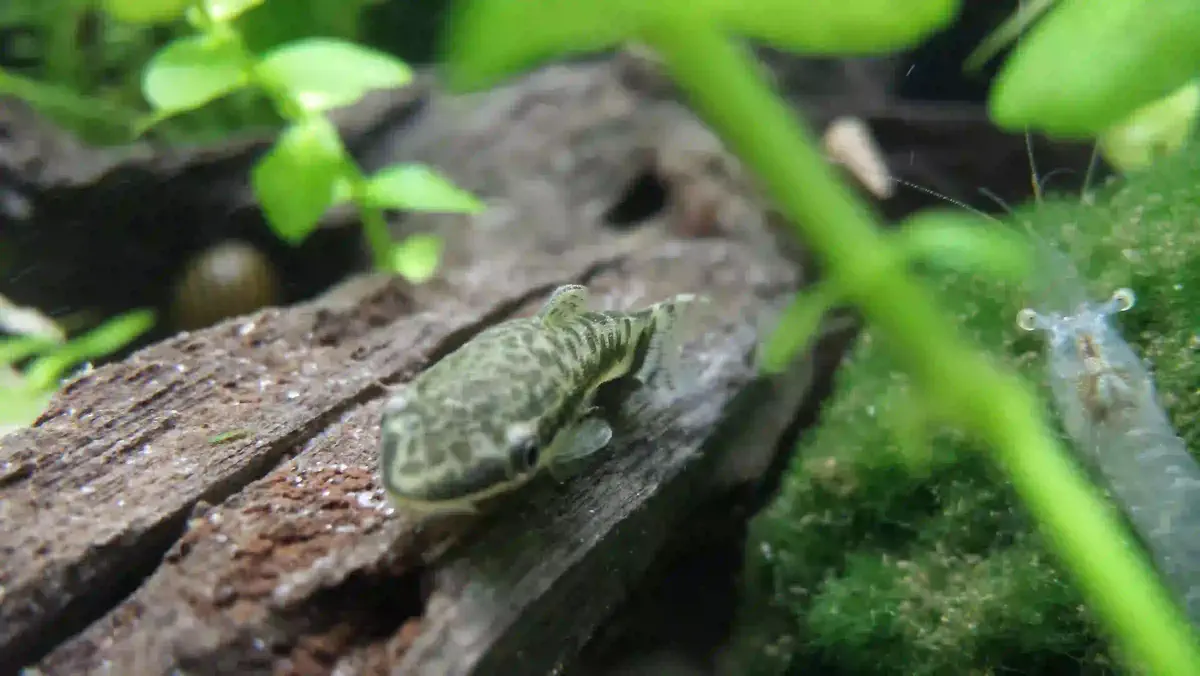 Otocinclus Affinis aquarium Low-tech