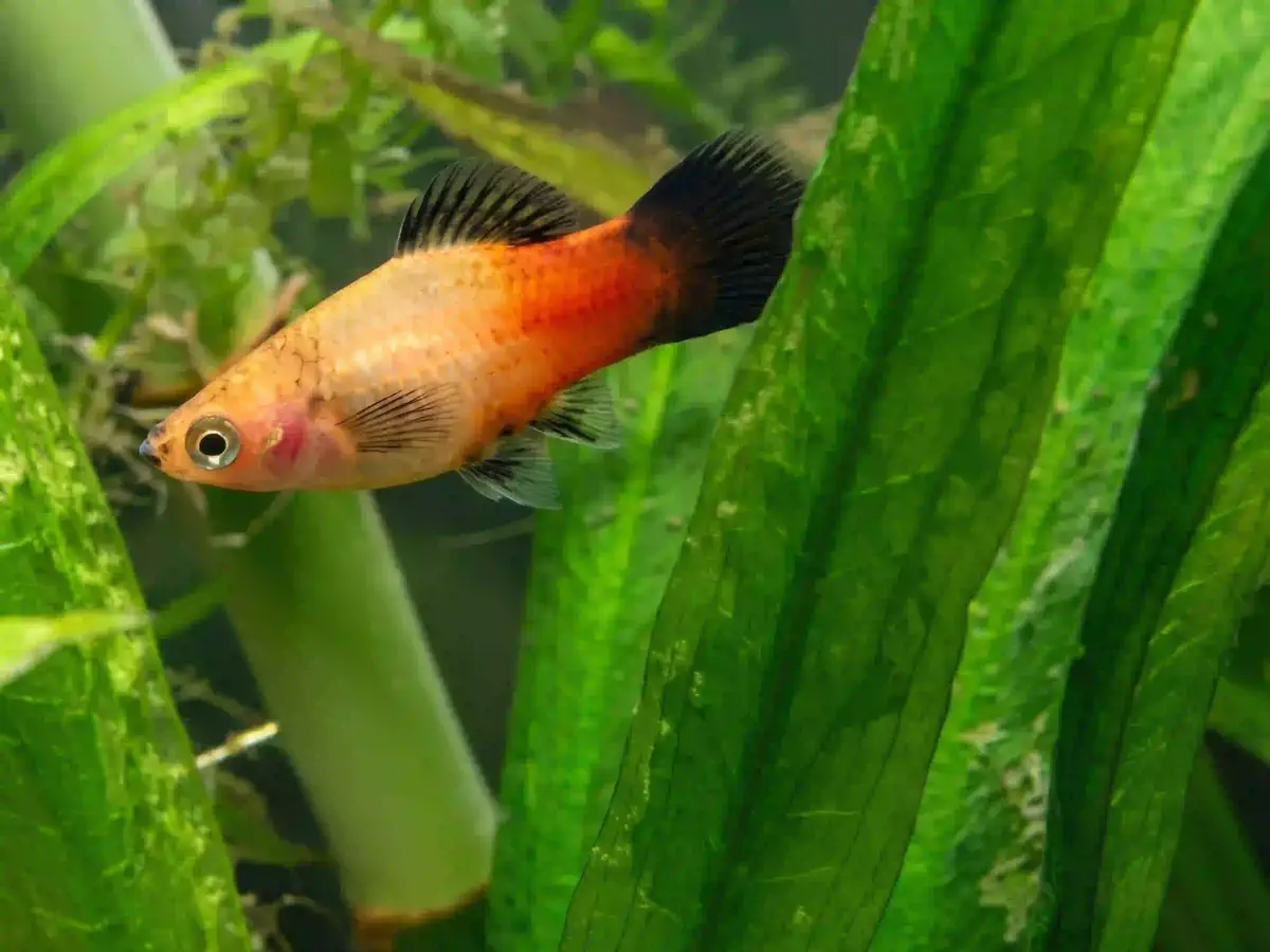 Platy Xiphophorus maculatus aquarium low-tech sans filtre
