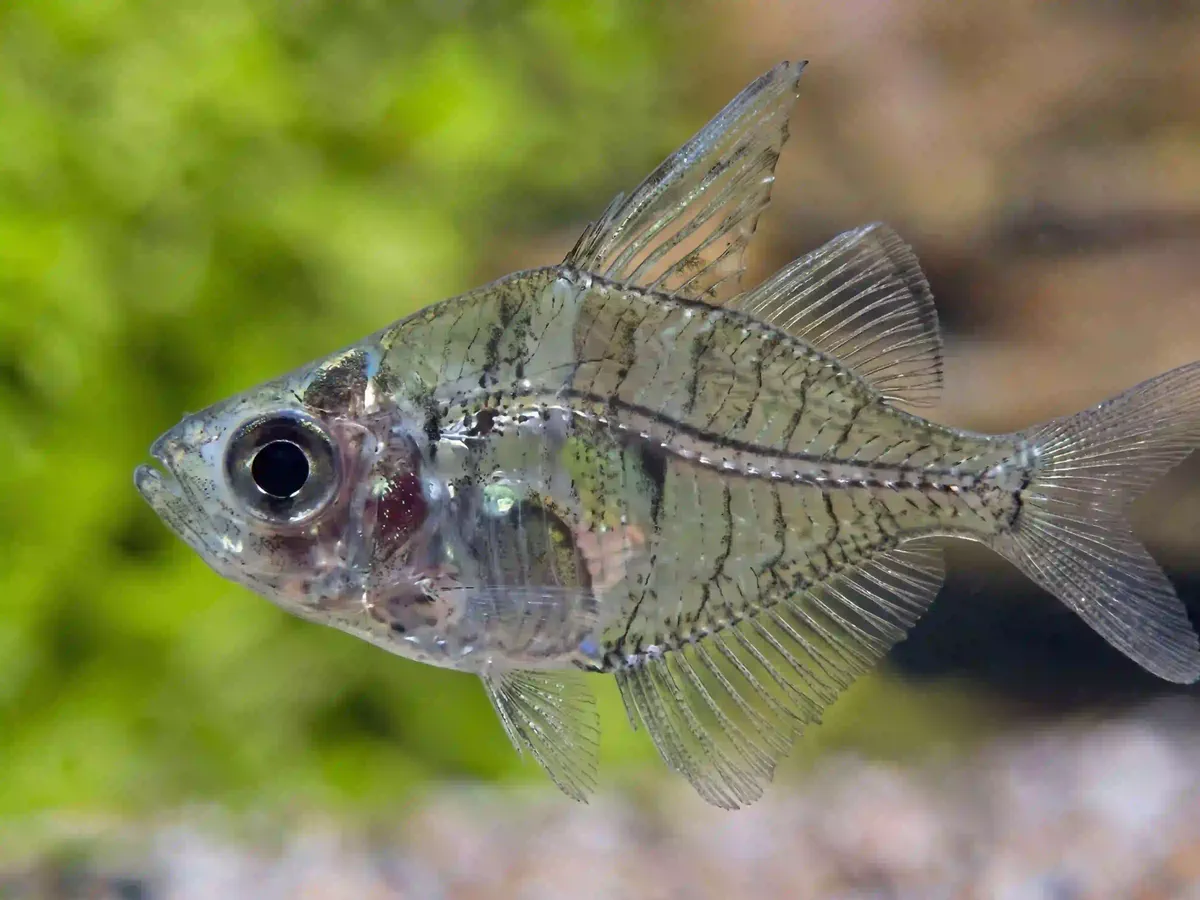 Poisson de Verre Parambassis ranga aquarium low-tech sans filtre