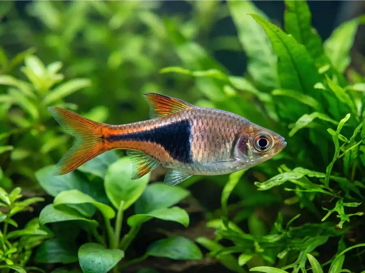 Rasbora Arlequin Trigonostigma heteromorpha aquarium low-tech sans filtre