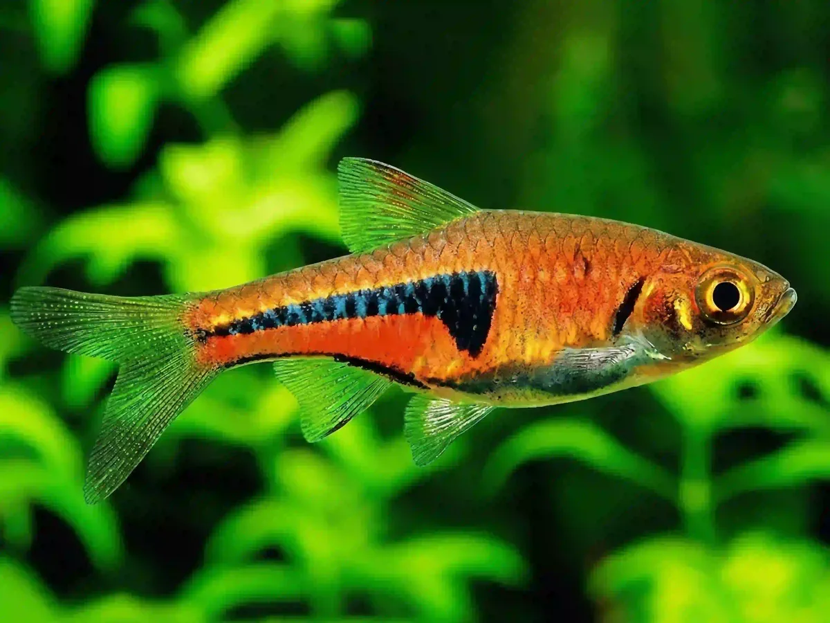 Rasbora Espei Trigonostigma espei aquarium low-tech sans filtre