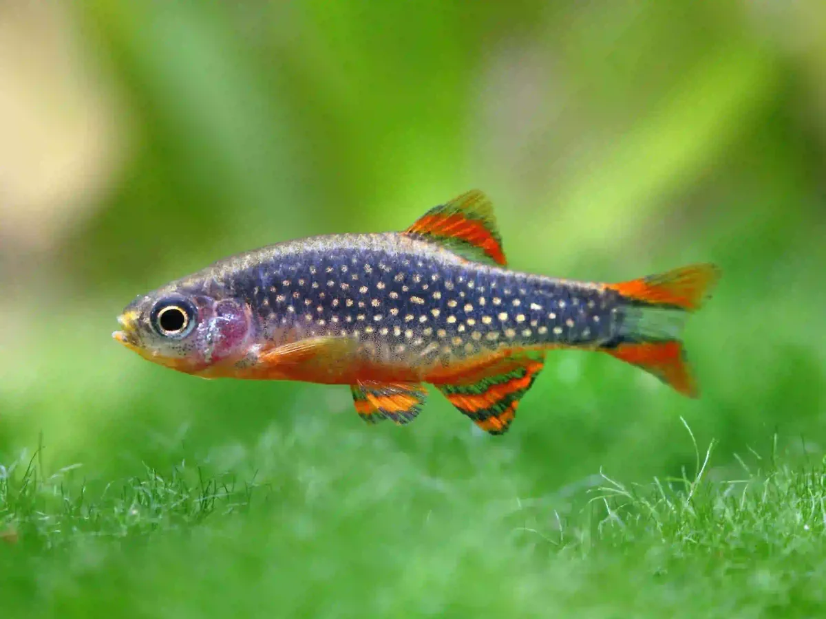Rasbora Galaxy Danio margaritatus aquarium low-tech sans filtre