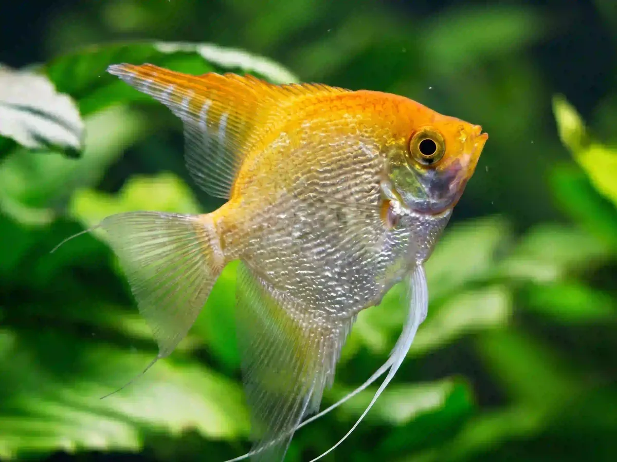Scalaire Pterophyllum scalare aquarium low-tech sans filtre