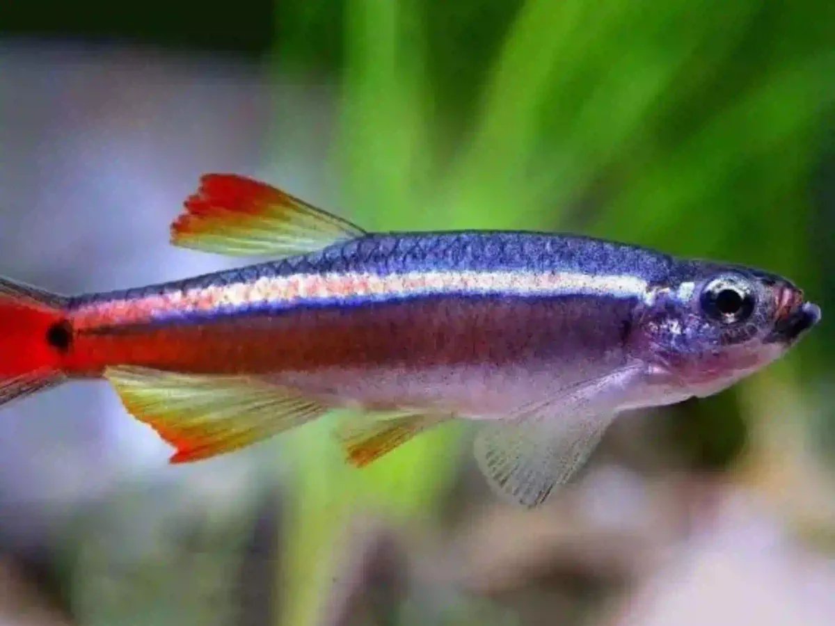 Tanichthys Albonubes Tanichthys albonubes aquarium low-tech sans filtre