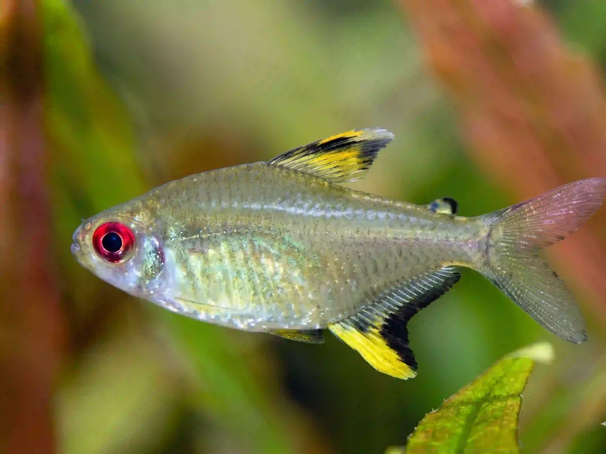 Tétra Citron Hyphessobrycon pulchripinnis aquarium low-tech sans filtre