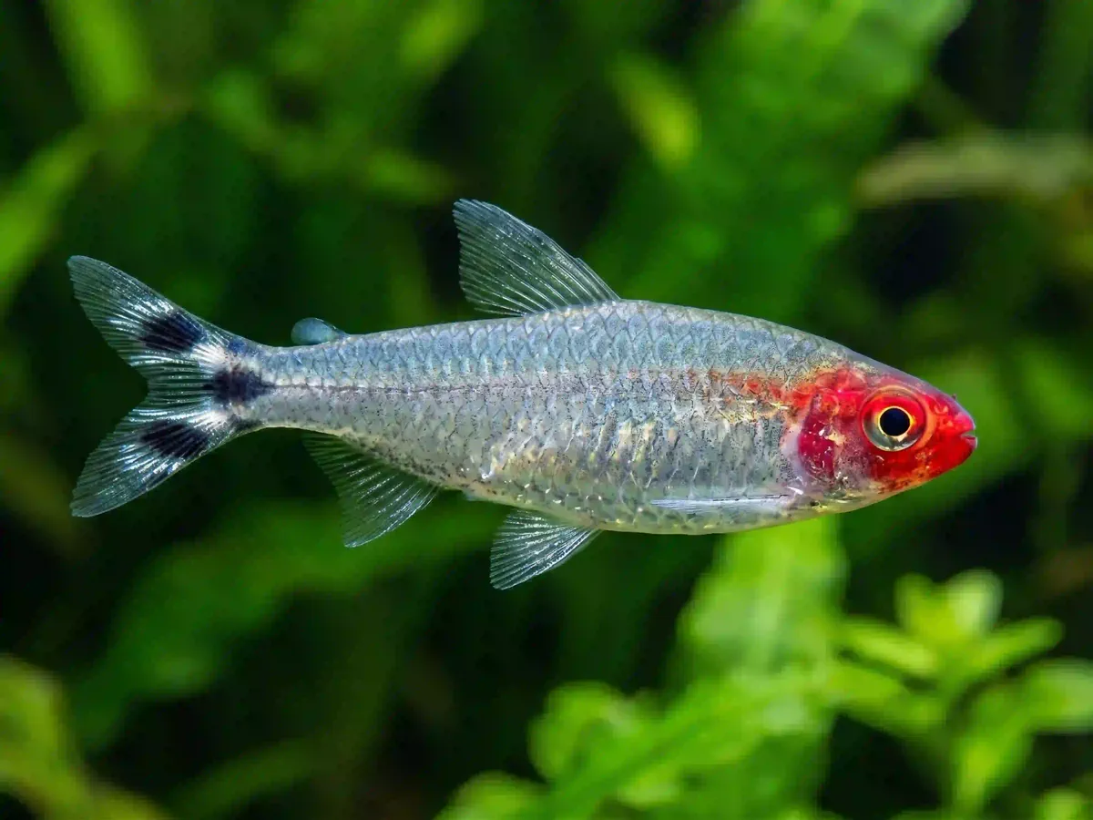 Tétra Nez Rouge Hemigrammus rhodostomus aquarium low-tech sans filtre