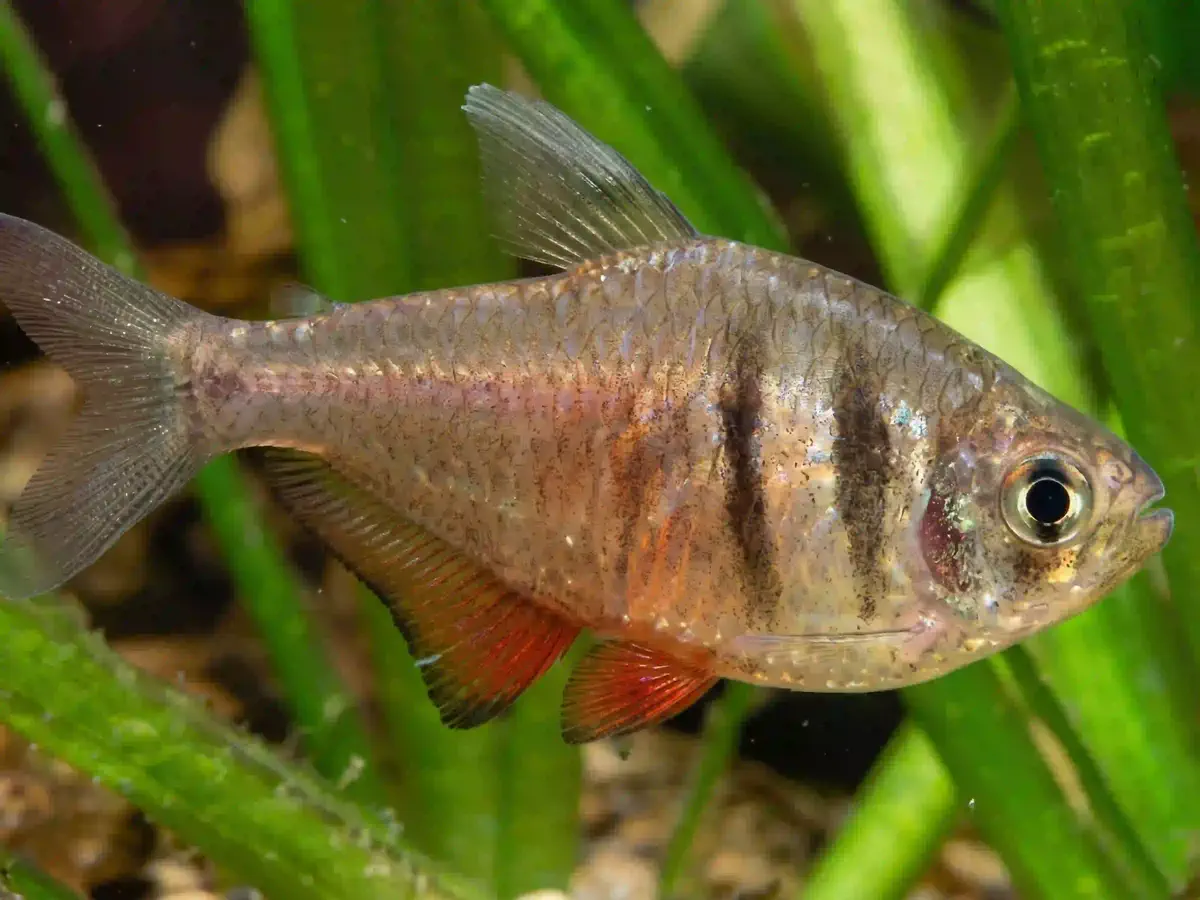 Tétra de Rio Hyphessobrycon flammeus aquarium low-tech sans filtre