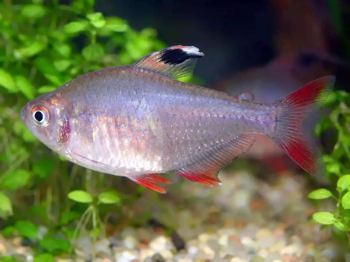 Tétra Rosé Hyphessobrycon bentosi aquarium low-tech sans filtre