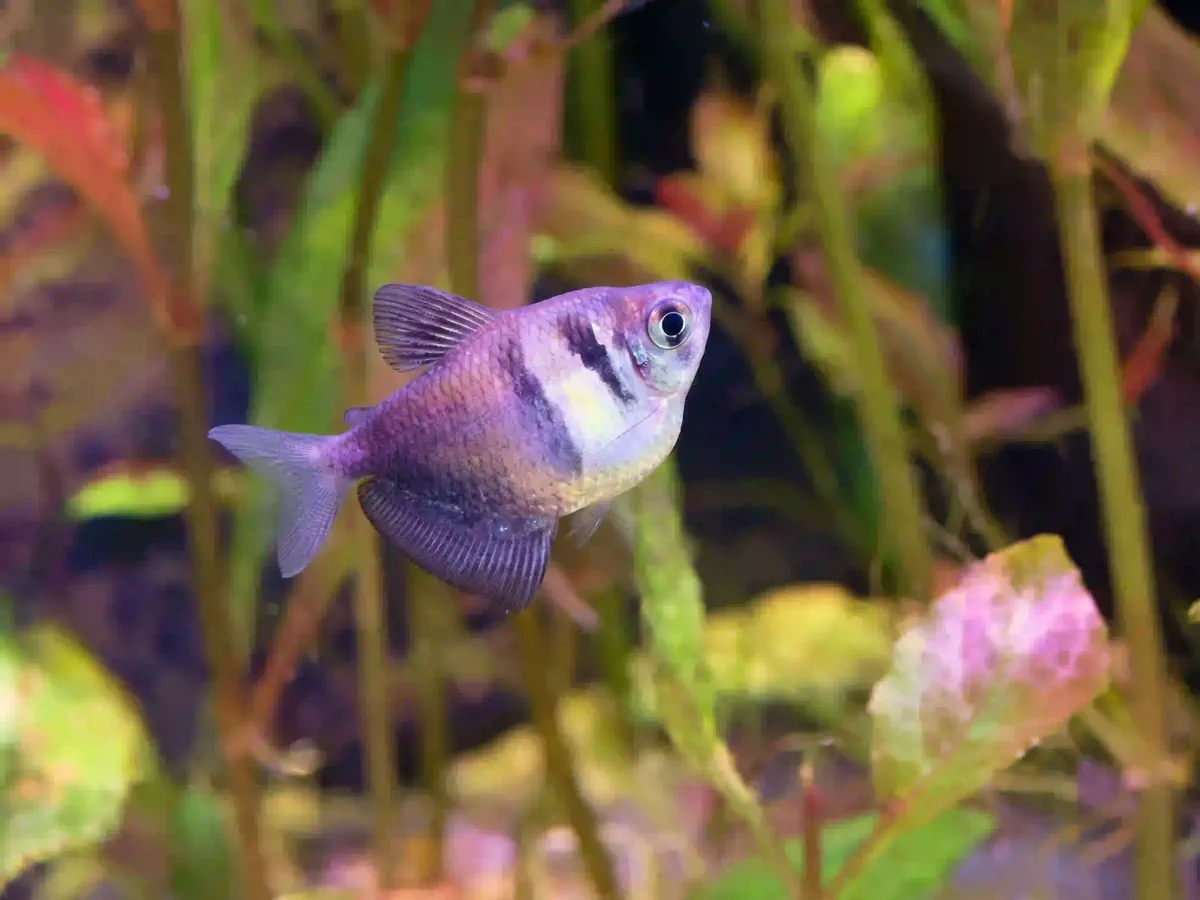 Veuve Noire Gymnocorymbus ternetzi aquarium low-tech sans filtre