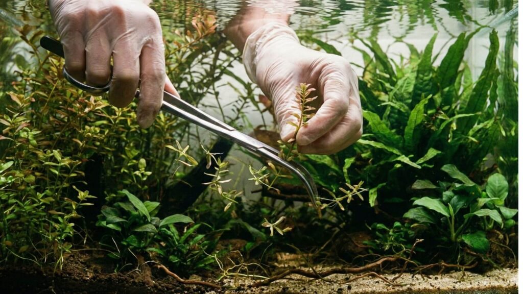Gros plan sur l'entretien d'un aquarium naturel : taille et repiquage des plantes aquatiques à l'aide d'une pince de précision.