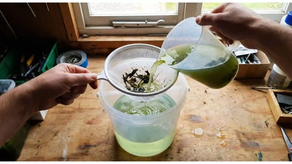 Démonstration de la filtration de sécurité : versement d'eau verte sauvage à travers un tamis fin pour bloquer les insectes prédateurs.