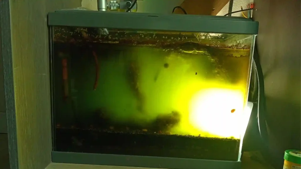 Vue latérale d'un nano-aquarium 'réacteur' rempli d'une eau vert émeraude opaque et dense, fortement éclairée sur la droite, montrant une culture intensive de phytoplancton boostée au CO2.