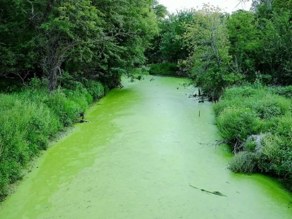 Rivière sauvage verte riche en algues, une source de nourriture vivante aquarium illimitée.