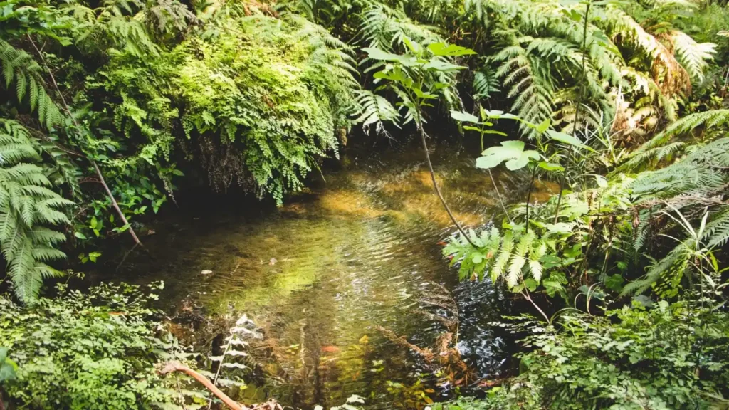 Matériel de départ économique pour un aquarium Low-Tech : cuve, terreau, sable