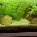 Aquarium naturel propre avec feuilles de Catappa : la preuve qu'il ne faut pas éliminer les escargots.