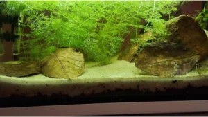 Aquarium naturel propre avec feuilles de Catappa : la preuve qu'il ne faut pas éliminer les escargots.