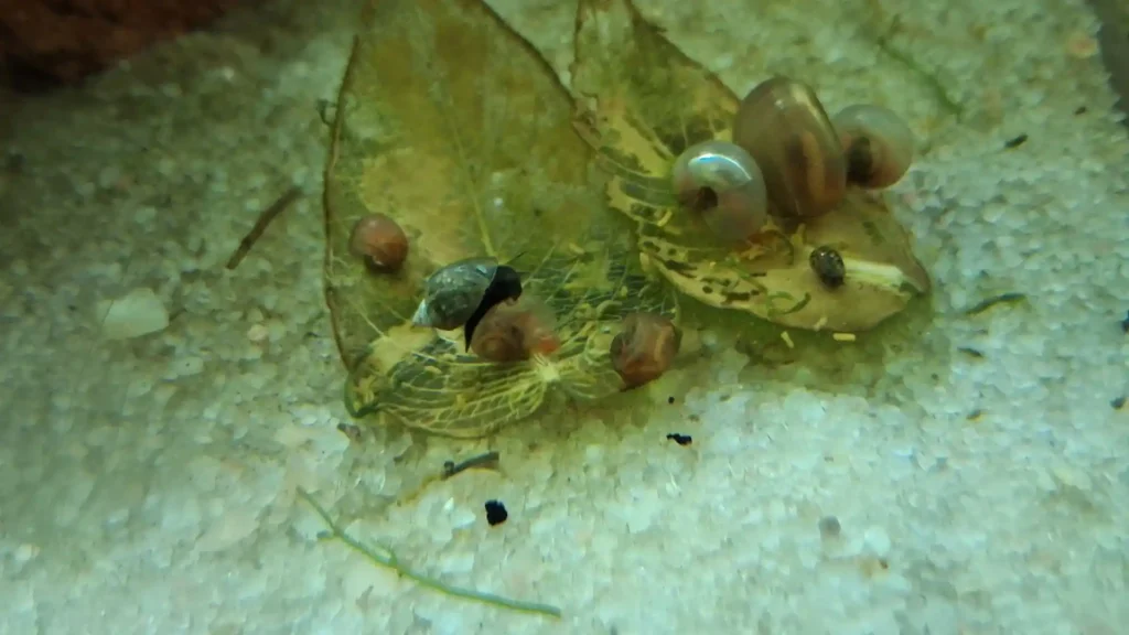 Escargots (Planorbes) en train de manger une feuille d'aquarium en décomposition sur le sable, illustrant le recyclage naturel.