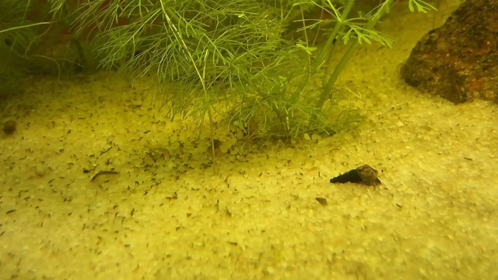 Mélanoïde (Melanoides tuberculata) sur le sable : l'escargot indispensable pour aérer le sol qu'il ne faut pas éliminer.