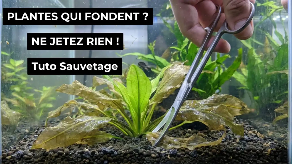 Plante d'aquarium qui fond et devient transparente, taille de nettoyage avec ciseaux courbes